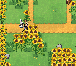 Exploring the Sunflower Fields